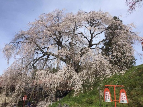 雲南市指定天然記念物樹齢350年「段部のしだれ桜」